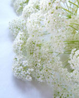 anne's lace