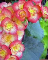 begonia