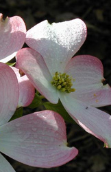 dogwood