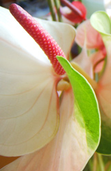 anthuriums