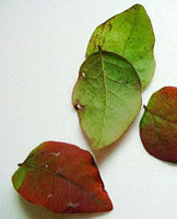 leaves