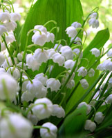 lily of the valley