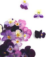 pansies