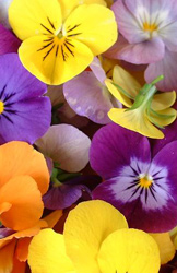 pansies