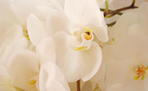 phalaenopsis