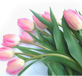 pink tulips