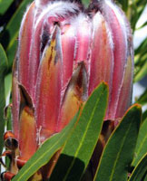 protea