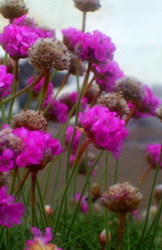 purple amaranth