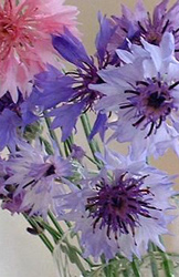 purple asters