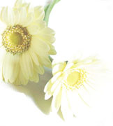 white gerbera