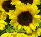 sunflowers