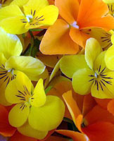 yellow pansies